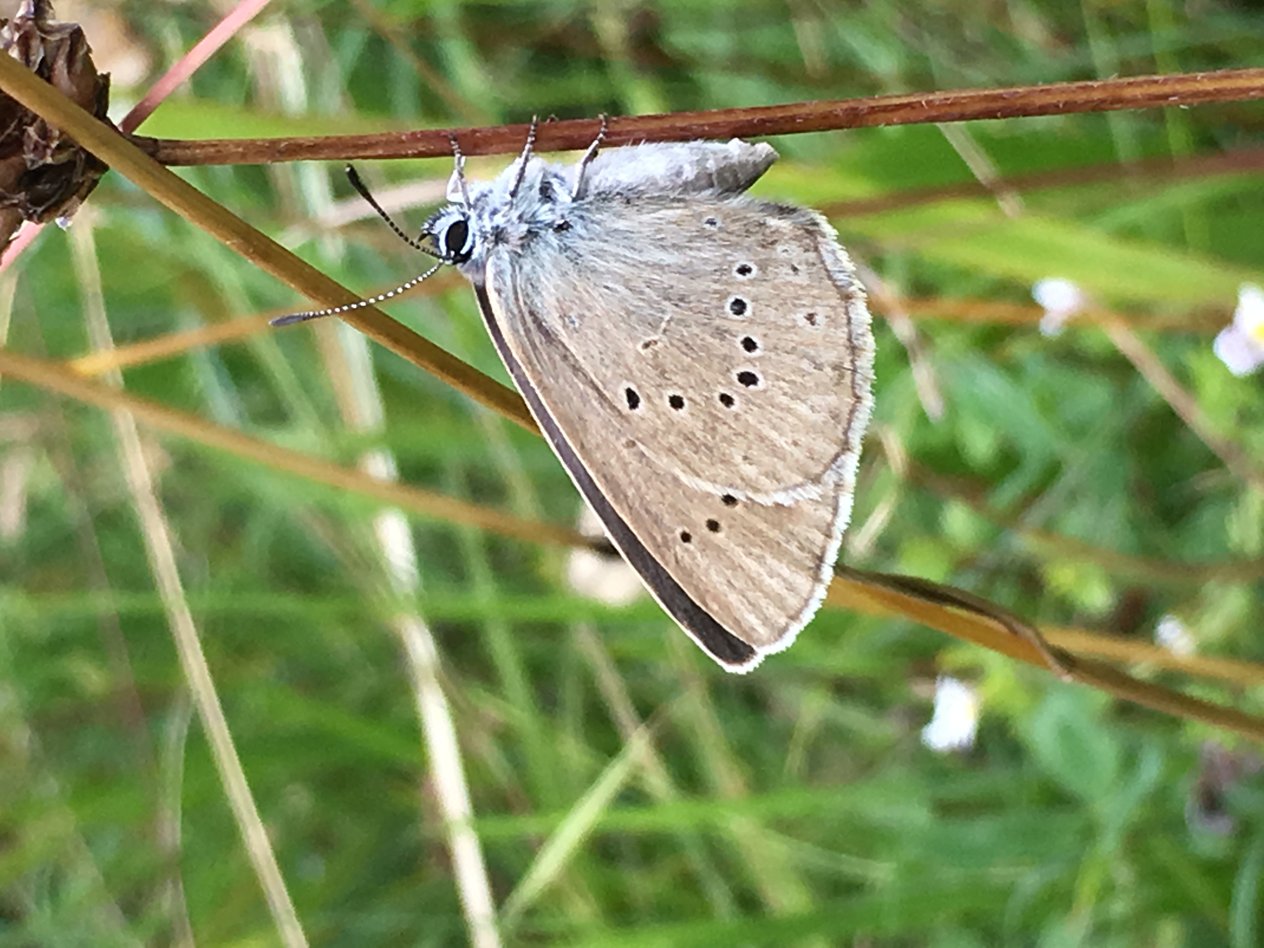 Scarce Large Blue (Maculinea teleius). Photo: Elisabeth Kühn